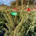 Smrek obyčajný (Picea abies) - výška 150-170 cm, kont. C25L